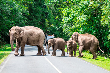 Wall Mural - Wild elephants have large bodies, a large, fat body, and a long trunk. Elephants are herbivores.