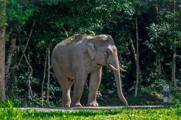 Wall Mural - Wild elephants have large bodies, a large, fat body, and a long trunk. Elephants are herbivores.