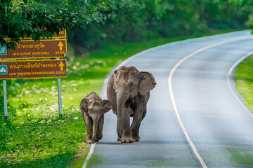 Wall Mural - Wild elephants have large bodies, a large, fat body, and a long trunk. Elephants are herbivores.