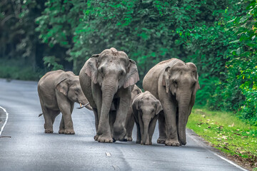 Wall Mural - Wild elephants have large bodies, a large, fat body, and a long trunk. Elephants are herbivores.