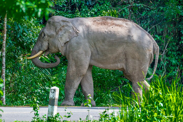 Wall Mural - Wild elephants have large bodies, a large, fat body, and a long trunk. Elephants are herbivores.
