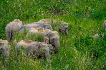 Wall Mural - Wild elephants have large bodies, a large, fat body, and a long trunk. Elephants are herbivores.