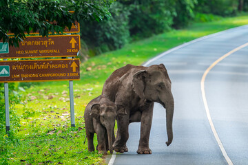 Wall Mural - Wild elephants have large bodies, a large, fat body, and a long trunk. Elephants are herbivores.