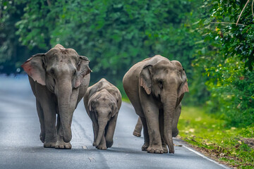 Wall Mural - Wild elephants have large bodies, a large, fat body, and a long trunk. Elephants are herbivores.