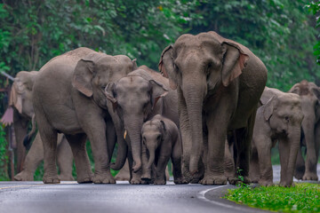 Wall Mural - Wild elephants have large bodies, a large, fat body, and a long trunk. Elephants are herbivores.