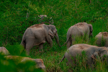 Wall Mural - Wild elephants have large bodies, a large, fat body, and a long trunk. Elephants are herbivores.