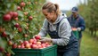 © miss irine - Happy woman harvests red apples in orchard. Farmer picks fresh organic fruit from tree into green crate. Man helps gather produce crop. People work together on family farm in autumn season.