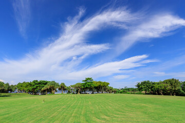 Wall Mural - Large field of grass with a few trees in the background