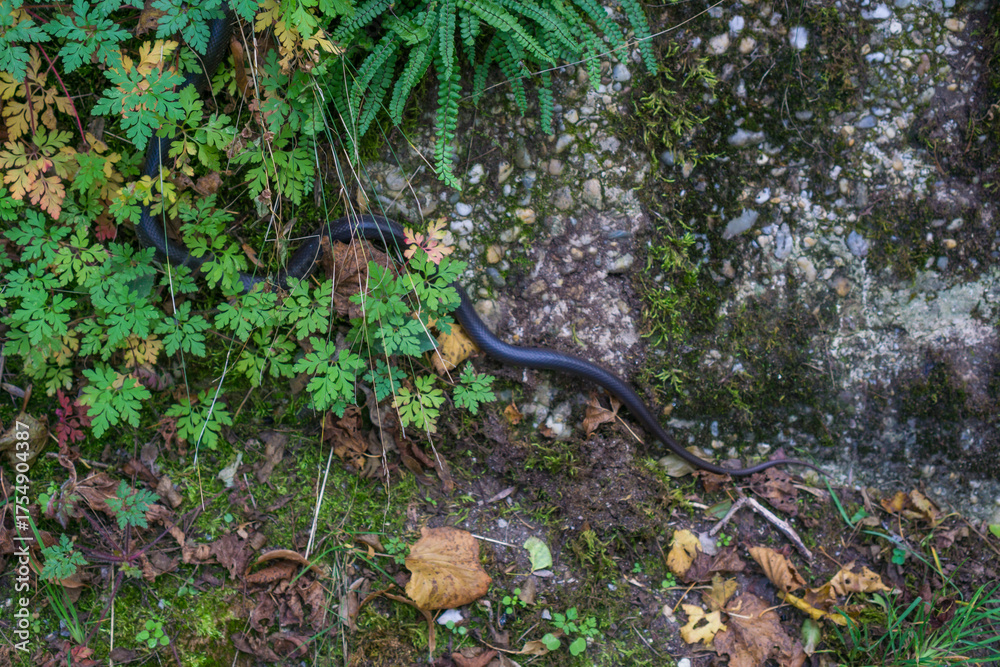 Slender Environment slender black snake slithering across a mossy stone wall and past green ...
