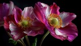 Two vibrant pink and white anemone flowers with yellow centers, set against a black background, with a soft focus on the petals and a slight blur on the background.