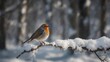 © Lapan - Robin perched on a snow-covered branch in winter forest.