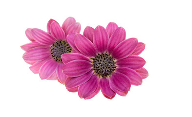 Wall Mural - Beautiful Osteospermum flower isolated