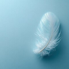 Wall Mural - Delicate White Feather Resting on Clean Light Blue Surface