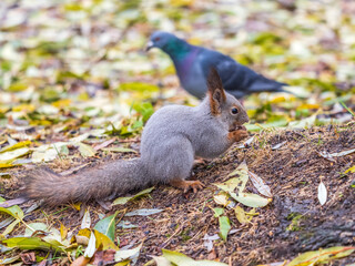 Wall Mural - Squirrel in autumn or spring with nut on the green grass with fallen yellow leaves