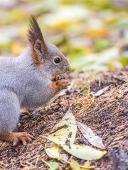 Wall Mural - Squirrel in autumn or spring with nut on the green grass with fallen yellow leaves
