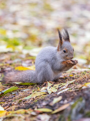 Wall Mural - Squirrel in autumn or spring with nut on the green grass with fallen yellow leaves