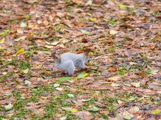 Wall Mural - Squirrel in autumn hides nuts on the green grass with fallen yellow leaves