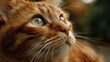 © netsay - Stunning Orange Tabby Cat Gazing Upwards in Warm Sunlight Ideal for Social Media Campaigns or Lifestyle Projects, Boosts a Sense of Tranquility.
