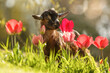 © Annabell Gsödl - Young goat kid standing among blooming tulips in spring sunlight, symbol of nature and new life