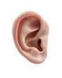 © Sawyer0 - Realistic human ear close-up with natural skin texture and smooth edges, detailed anatomy, isolated on transparent background.