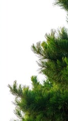 Wall Mural - Evergreen Branch Isolated on White, Fresh Greenery for Seasonal Designs, Christmas Card Elements, or Nature Backgrounds