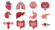 © NaufalBaidawi - Illustration showing a collection of human internal organs including the heart, lungs, brain, kidneys, liver, stomach, pancreas, uterus, intestines, and eye.