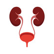 © Creative Design  - Two kidneys connect to the bladder showing the urinary system against white background