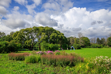 Wall Mural - Group of people are walking through a park with a large tree in the background