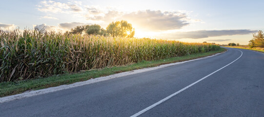 Wall Mural - Road with a field of corn in the background