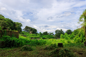 Wall Mural - Lush green field with a few trees in the background