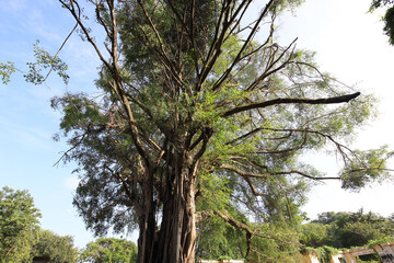 Wall Mural - Large tree with many branches and leaves