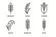 © ZubVector - Line art icons of wheat, rice, corn, oats, barley, and rye