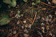 © Tetiana - A close-up, top-down view of the dark, textured forest floor composed of pine needles, small gray stones, patches of moss, and scattered green leaves, creating a rich natural background.