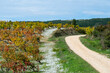 © yaqui_villegas - Rows of vineyards with a curved dirt path through autumn fields leading into rolling hills under soft daylight symbolizing connection between land time and harvest in La Rioja Spain