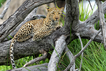 Wall Mural - Leopard (Panthera pardus) hanging around and looking for prey in the Okavango Delta in Botswana 