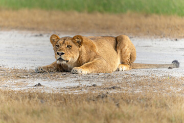 Wall Mural - Lion (Panthera leo) in the green season. Lionesses walking and playing in the long green grass in the Okavango Delta in Botswana. 