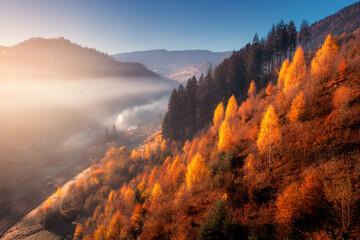 Wall Mural - Aerial view of beautiful orange forest on the hill in fog in mountains at sunrise in autumn in Ukraine. Colorful landscape with foggy trees, grass, fields and meadows, blue sky. Woods in fall. Nature