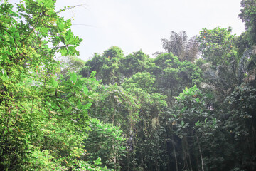 Wall Mural - Lush green forest with trees and vines