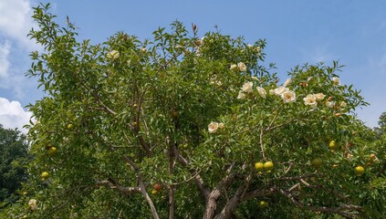 Wall Mural - Tree Branches Adorned with Green Pomegranates and Blossoms