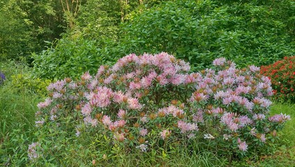 Wall Mural - Gorgeous flowering rhododendron bushes covered in vibrant blooms