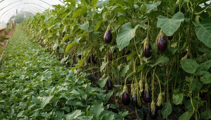 Wall Mural - Cultivated purple eggplants thriving in a greenhouse environment
