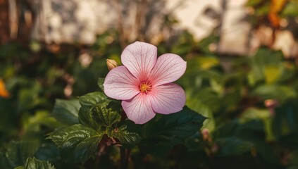 Wall Mural - Lovely pink begonia blossom in a garden setting. Focused view.