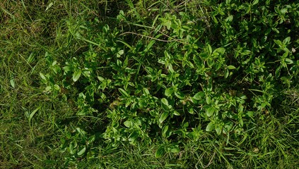 Wall Mural - Sunlit green foliage, branches, and blades of grass creating a natural summer pattern and texture