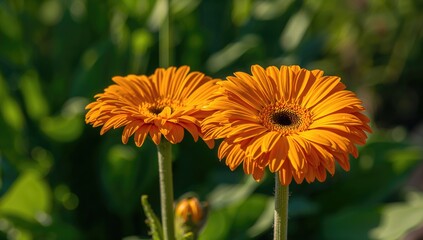 Wall Mural - Sunlit Gerbera ambigua blossoms from the Daisy family
