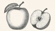 © AkuAku - Vector art of an apple featuring a half apple and leaf engraving. Vintage style with hand-drawn, realistic details.