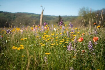 Wall Mural - Blossoms Scattered Across the Field