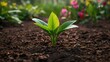 © AkuAku - Vibrant green foliage sprouting from earth symbolizing natural vitality, organic development, and ecological elegance.