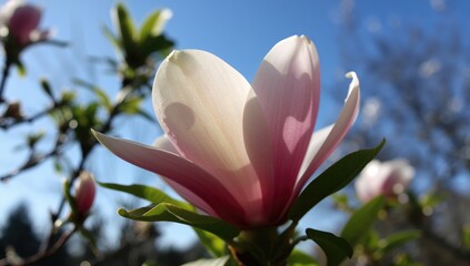 Wall Mural - Springtime close-up of a blossoming magnolia flower