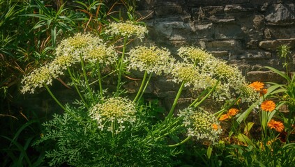 Wall Mural - Cyanthillium cinereum from the Asteraceae family in a lush garden setting with vibrant flowers and green foliage during spring and summer
