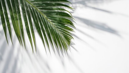 Wall Mural - White backdrop featuring shadows and a green palm frond